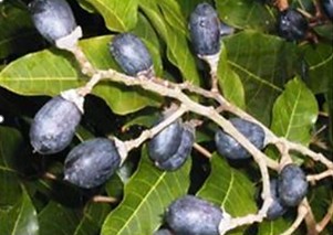 Stratégies de conservation et de gestion durable de l’Aïélé